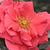 Crvena  - narančasta - Floribunda ruže - Okályi Iván emléke